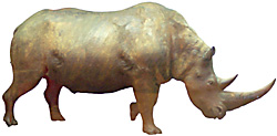 Krakow's astonishing remains of the Ice-Age rhinoceros, a world-class curiosity