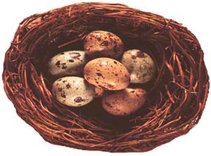 nest with eggs, Krakow